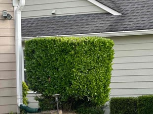 Henry L.'s Bush Trimming service result