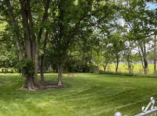 Desiree N.'s grass cutting service result