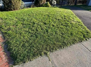 Wanda S.'s grass maintenance service result