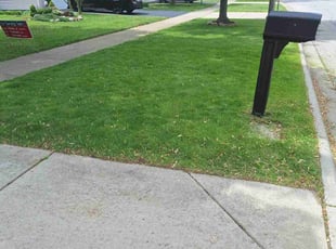 Darlene L.'s lawn maintenance service result
