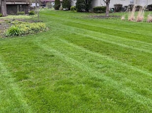 Wes L.'s turf care service result