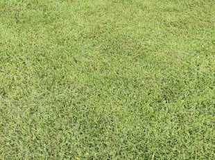 Debra M.'s lawn care service result