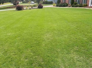 Daniel M.'s turf maintenance service result