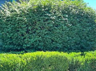 Summer S.'s Tree Care service result