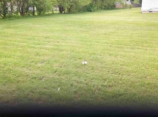 Michelle M.'s turf care service result