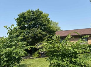 Ellen W.'s grass cutting service result