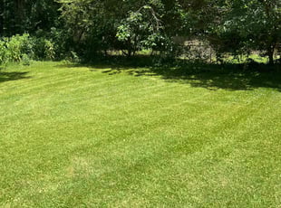 Taja W.'s turf maintenance service result