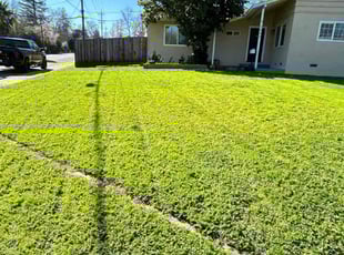 Michael H.'s lawn service service result