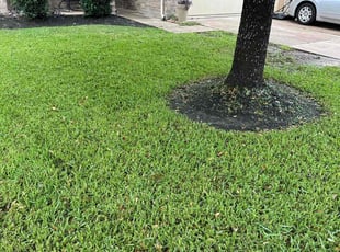 Shawn W.'s turf care service result