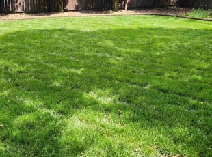 Kyle B.'s grass maintenance service result