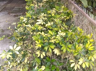 Karinne H.'s Bush Trimming service result