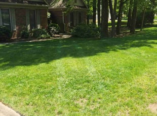 Laurie S.'s grass cutting service result