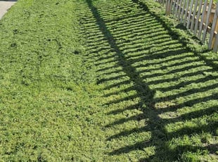 Joe L.'s grass cutting service result