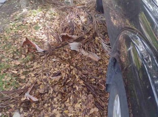 Ron M.'s Bush Trimming service result