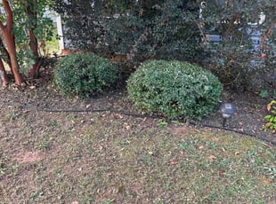 Myona M.'s Bush Trimming service result