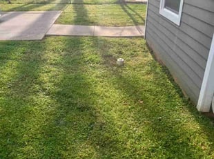 Dellyion B.'s turf care service result