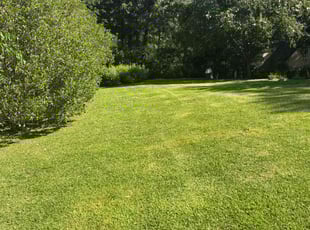 Carrie W.'s lawn service service result