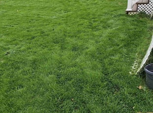 Olga S.'s lawn care service result