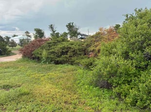 Lane L.'s Bush Trimming service result