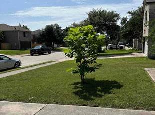 Daniel P.'s grass cutting service result