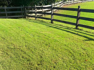 Celestine H.'s turf maintenance service result