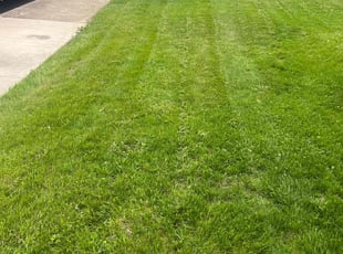 Julio C.'s grass cutting service result