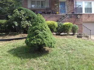 Ellen J.'s Bush Trimming service result