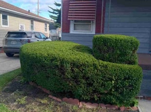 Laura N.'s Bush Trimming service result