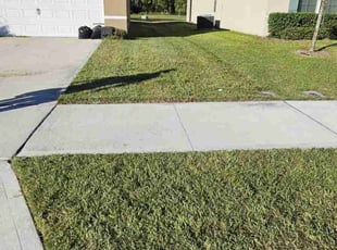 Leeza D.'s turf care service result