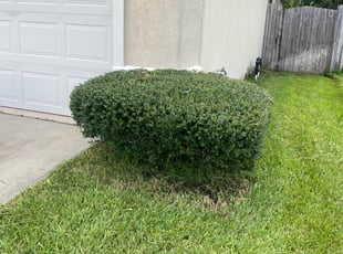 Tirena W.'s Bush Trimming service result
