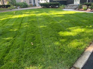 Jacalyn M.'s yard care service result