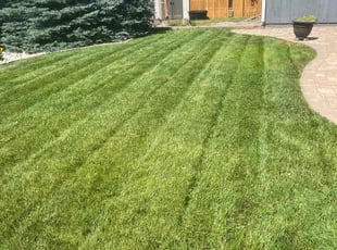 Jim D.'s grass maintenance service result