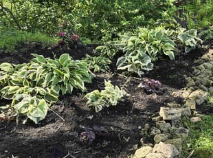 Kay S.'s Mulching service result
