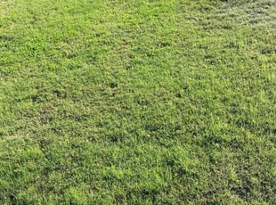 Joe S.'s grass maintenance service result