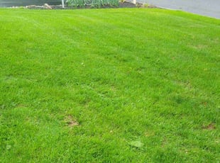Maria P.'s grass cutting service result