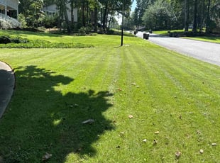 Casey M.'s grass cutting service result