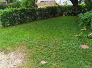 Marianna M.'s grass maintenance service result