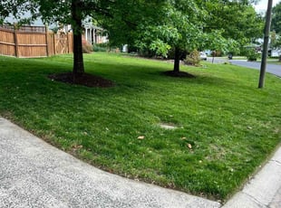 Chris H.'s grass maintenance service result