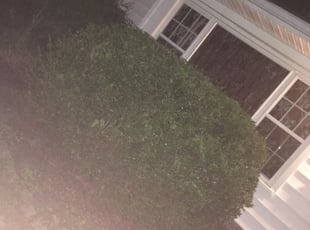 David M.'s Bush Trimming service result