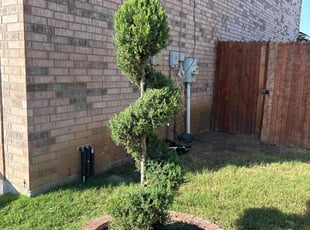 Janet U.'s Bush Trimming service result