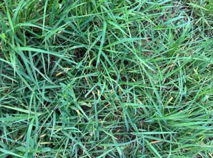Ray F.'s lawn care service result