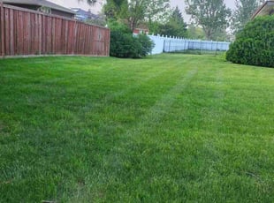 Carleen T.'s turf care service result