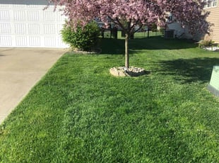 Holly B.'s grass cutting service result
