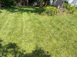 Kim F.'s grass cutting service result
