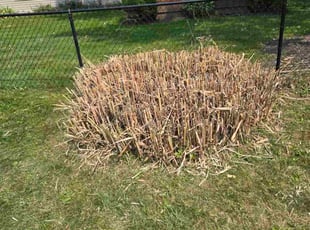 Todd C.'s Bush Trimming service result