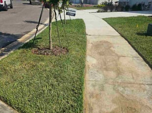 Marian S.'s turf maintenance service result