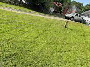 Robert J.'s grass maintenance service result