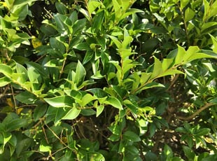 Sebastian H.'s Bush Trimming service result