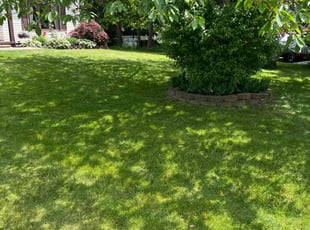 Cory P.'s lawn care services service result