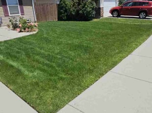 Danesha T.'s lawn maintenance service result